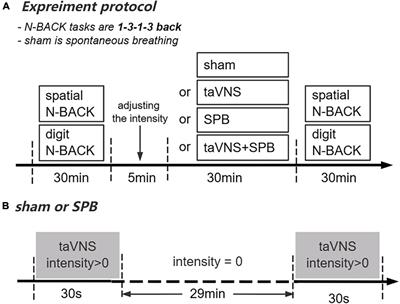 Combined effect of transcutaneous auricular vagus nerve stimulation and 0.1 Hz slow-paced breathing on working memory